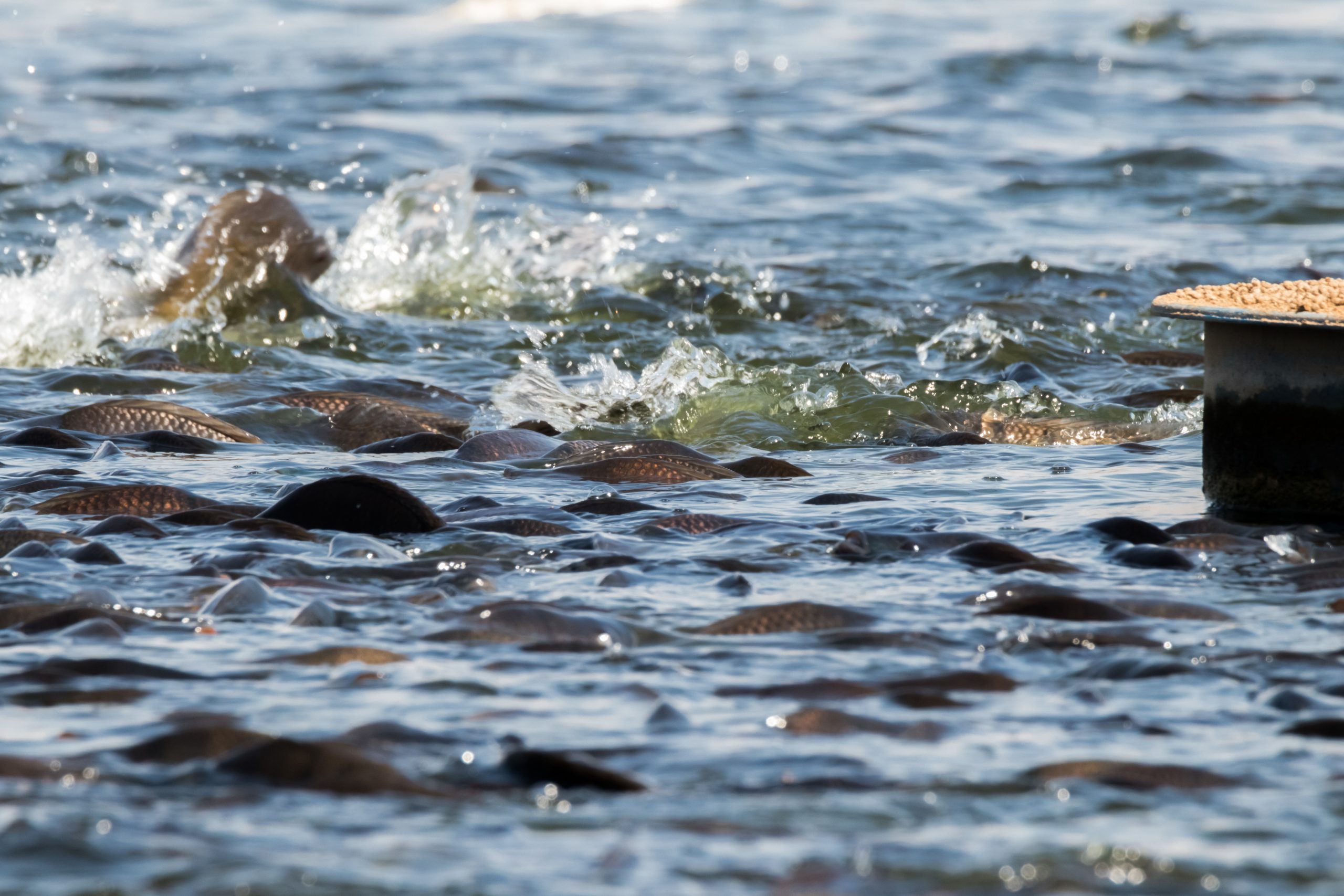 The Basics of Fish Farming