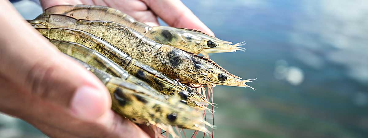 Enteric Pathogens in Shrimp Farming