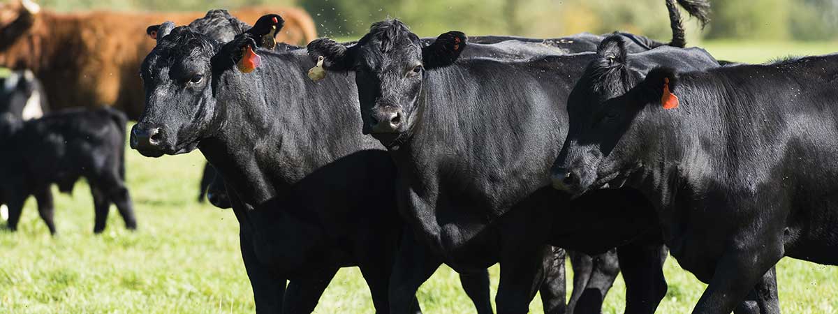 Rumen Health and its Importance on Productivity