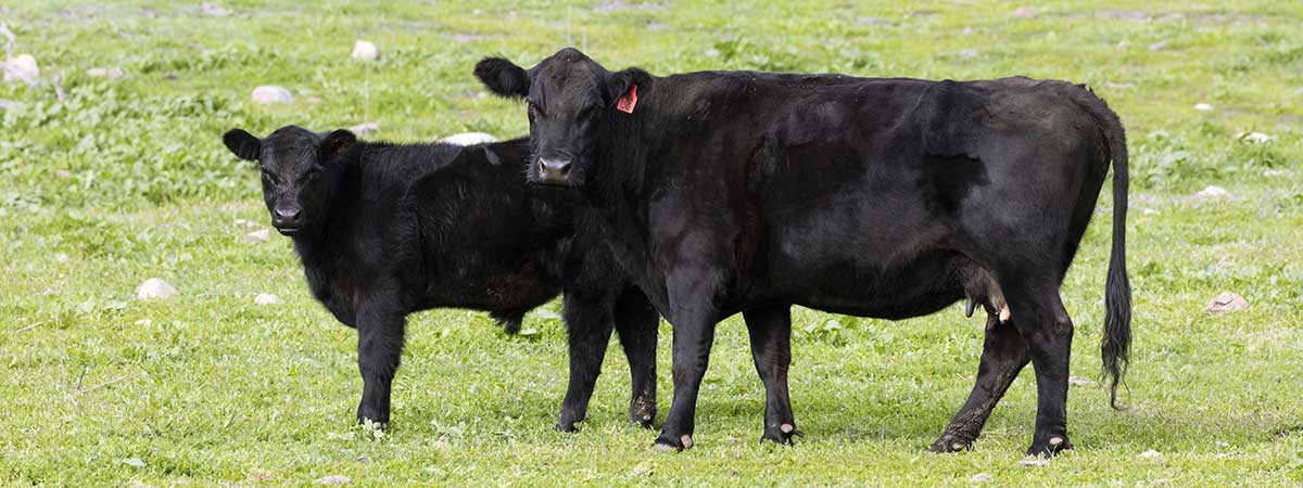 Global Beef Cattle Journey