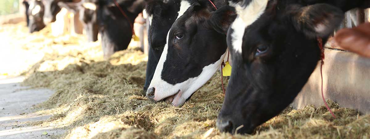 Transition Cow Management: Get It Right to Get Her Going