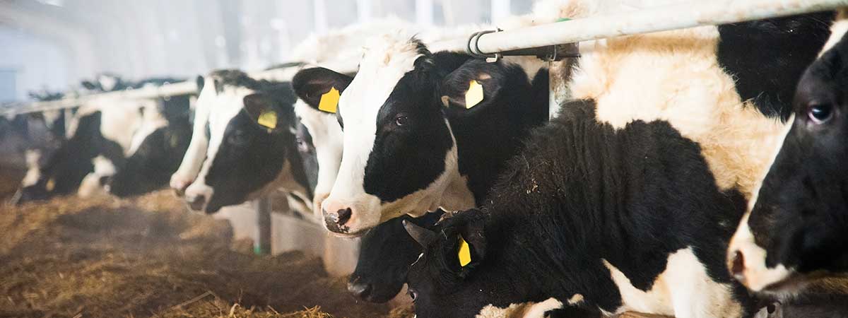 Safeguarding the High-Performing Dairy Cow