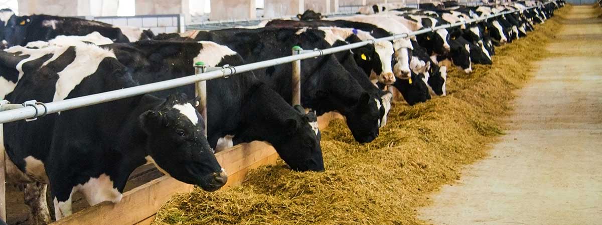 Challenges Feeding a Higher Production Herd with a Daily Balanced Ration
