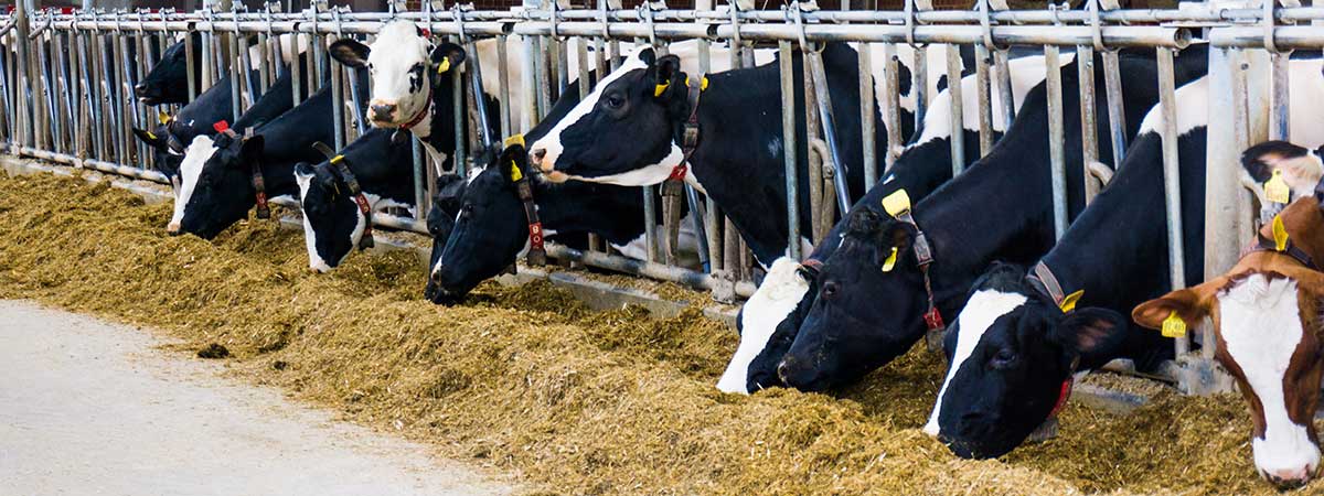 What’s in Your Feed? Feed Hygiene Concerns for the Dairy