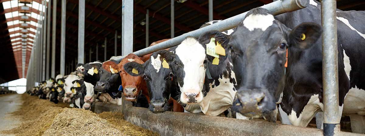 Dietary Impacts of the Ruminal pH of Dairy Cows