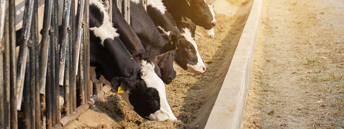 Effect of Heat Loads on Calves and Fattening Patches