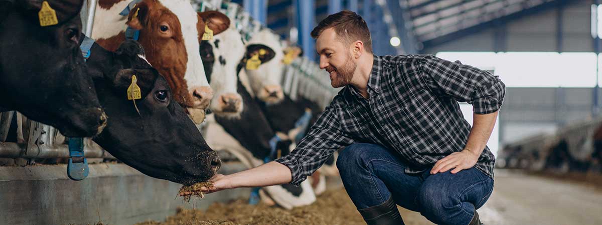 Monitoring Calcium Status of Postpartum Dairy Cows: Effective Use of Acidogenic Prepartum Diets