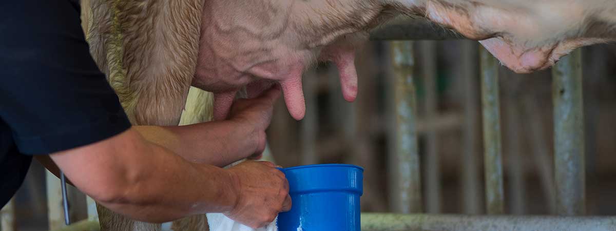 How to Minimize Stressors in Dairy Calves During the Preweaning Period
