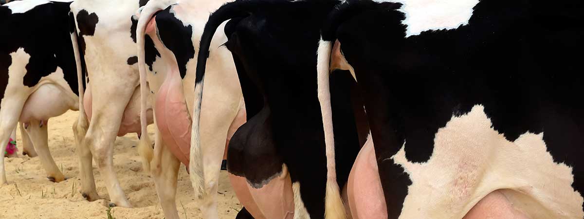 Successfully Tackling Mastitis is a Matter of Striking the Perfect Balance