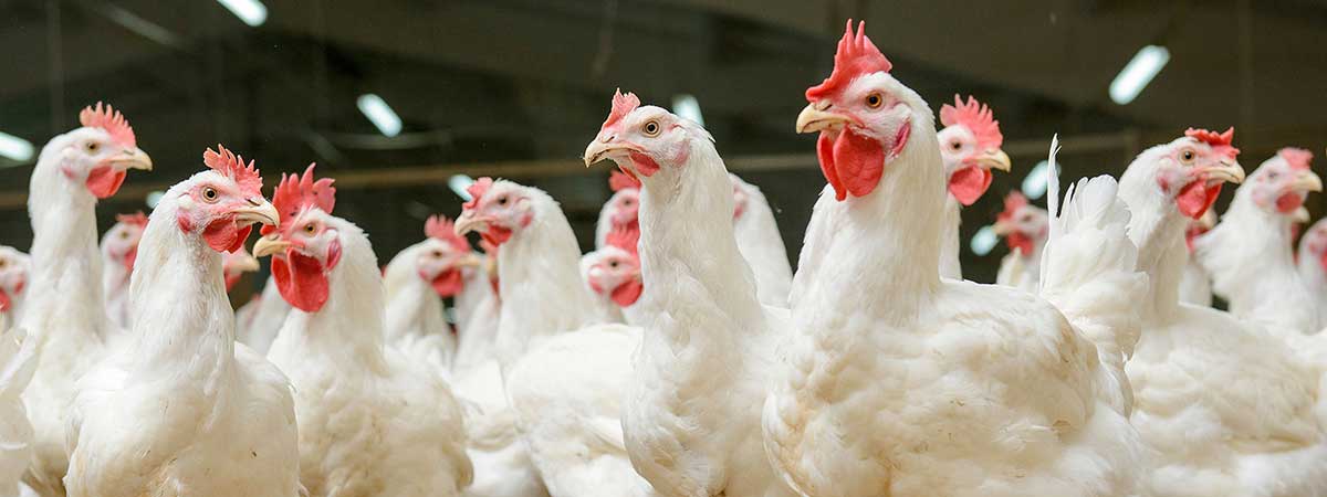 Issues in Poultry Mass Vaccination