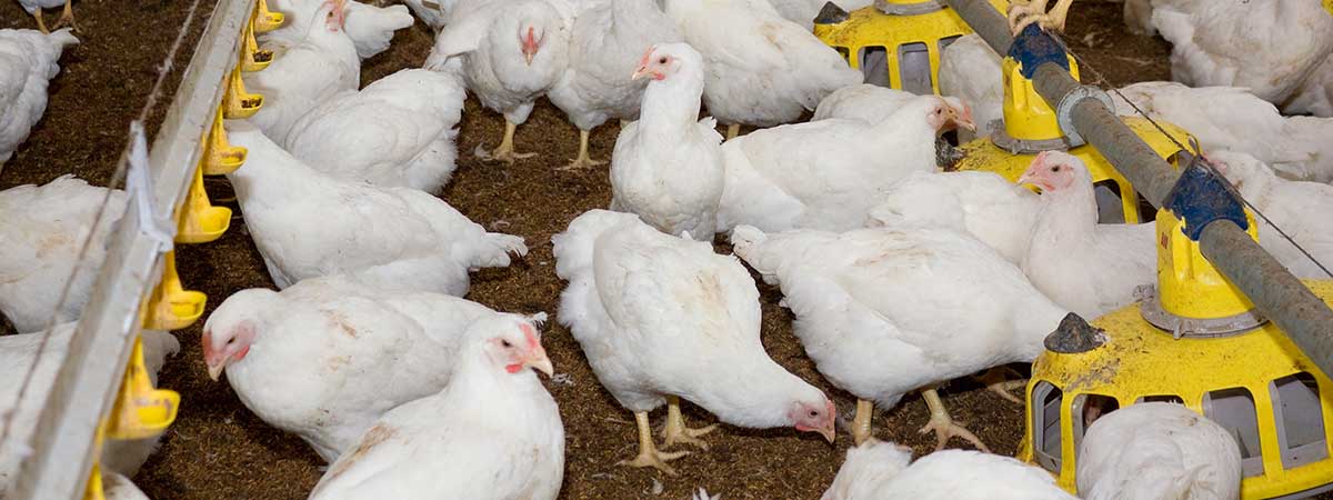 High Pathogenicity Avian Influenza (HPAI) Outbreak