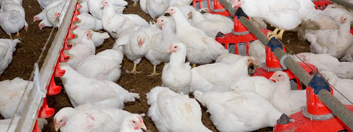 Intestinal Health in Poultry: Viral, Bacterial and Cocci Challenges