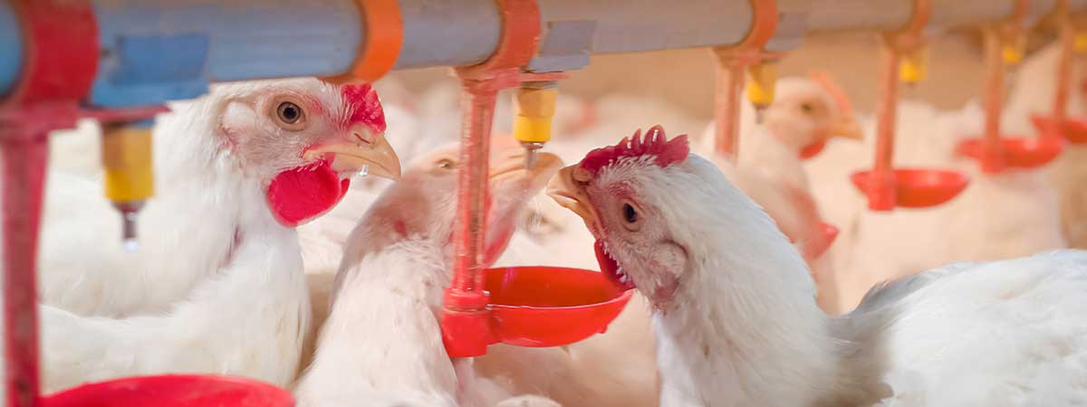 Avian Influenza: Permanent Risk, Next Pandemic?