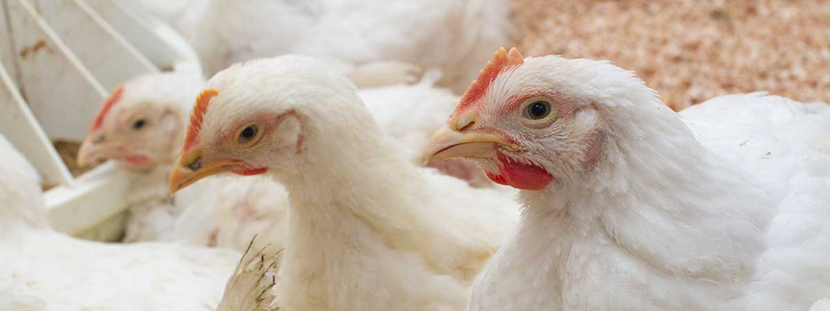 Practical Aspects of Poultry Salmonella