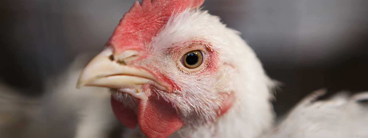 Big Data for Decision Making in the Poultry Industry