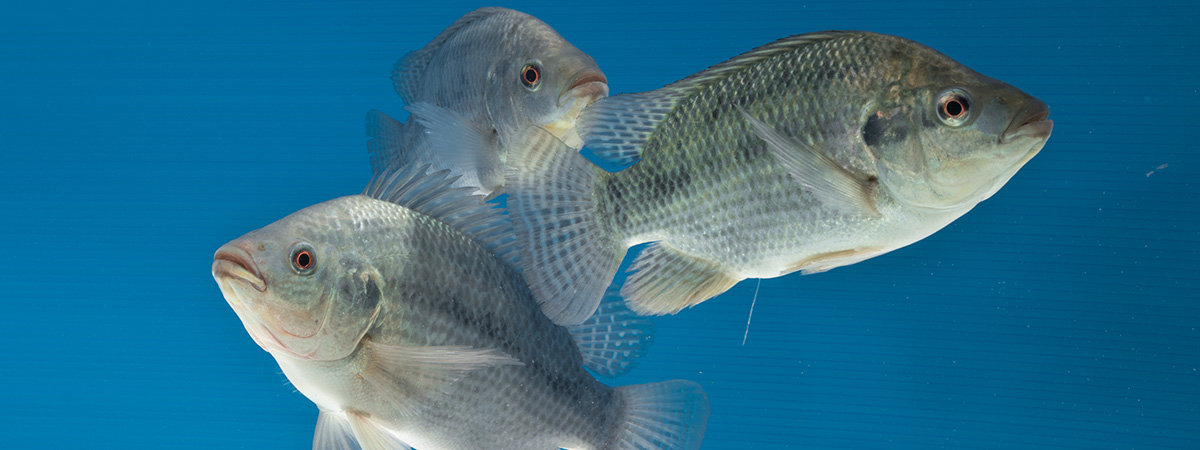 Clinical Signs and Macroscopic Lesions of the Main Diseases in Tilapia